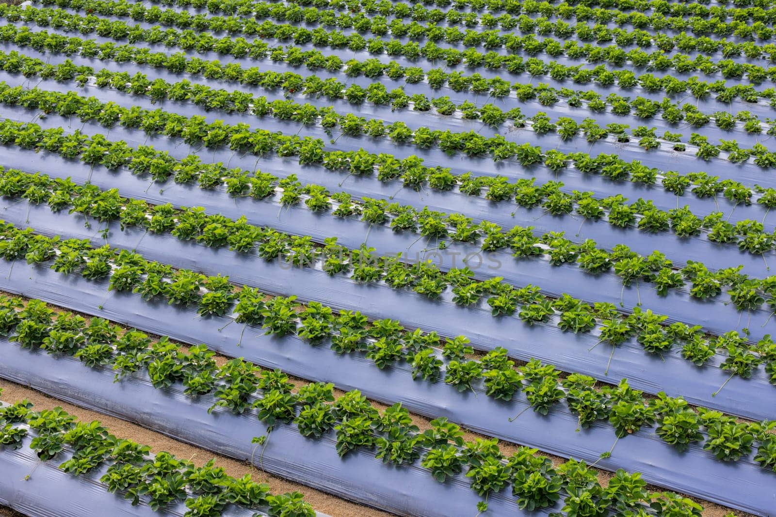 Strawberry field in Taiwan miaoli