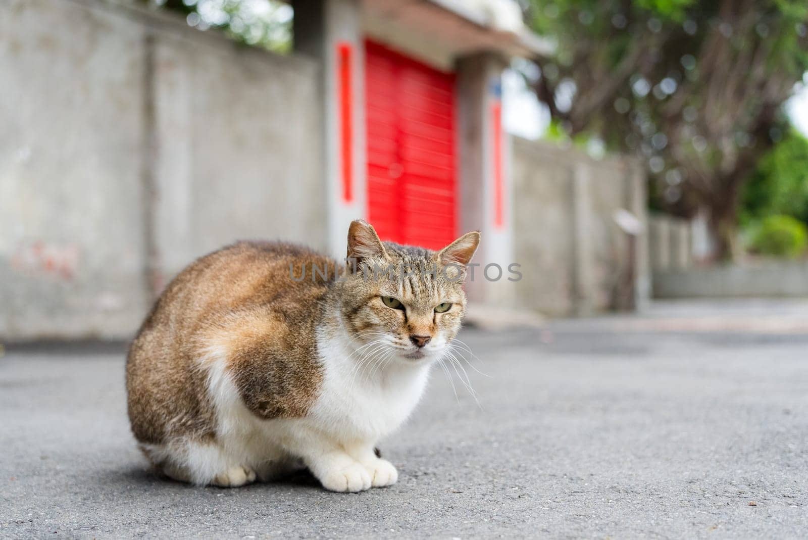 Stray cat sitting on the ground