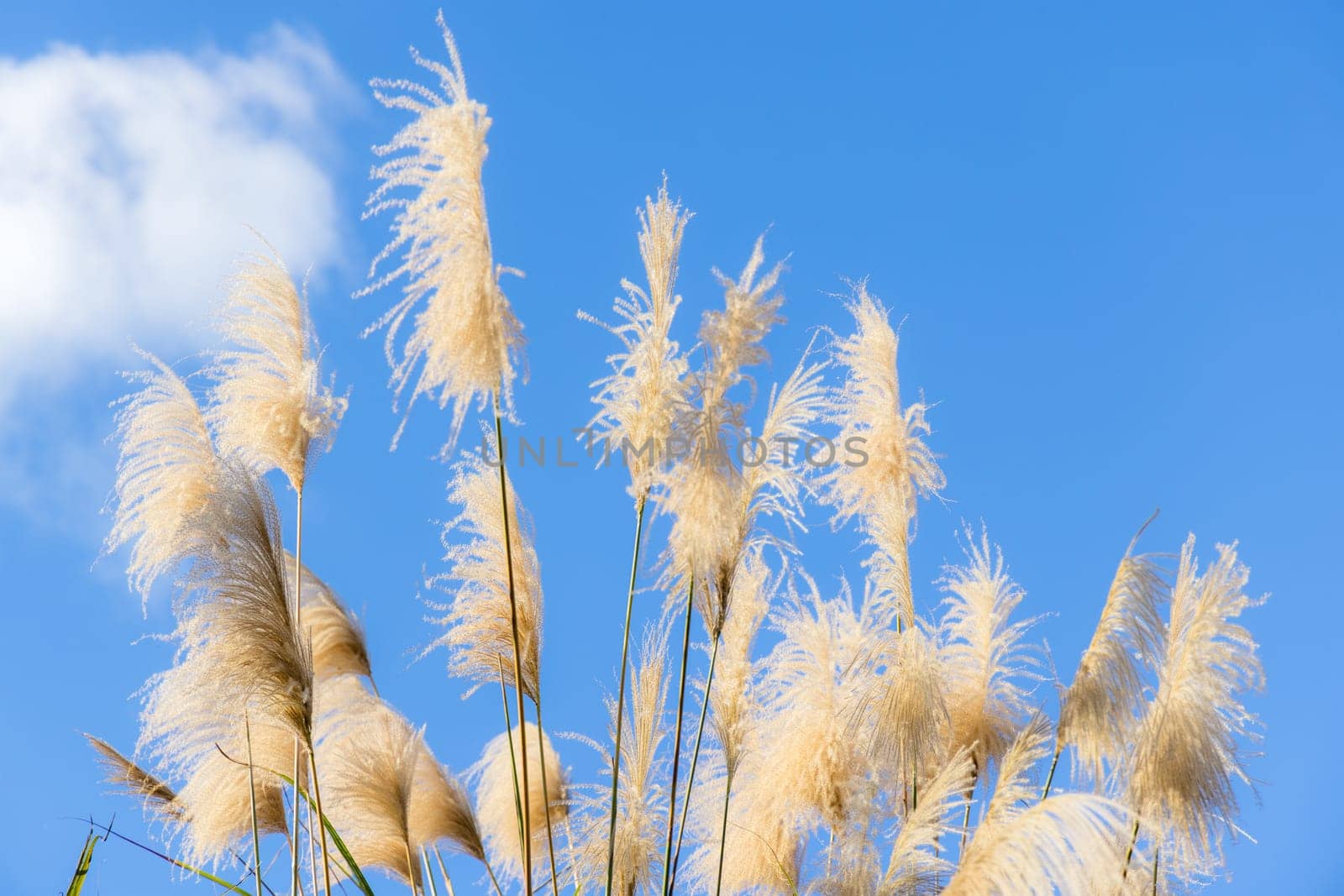 Silver grass over the sunny day