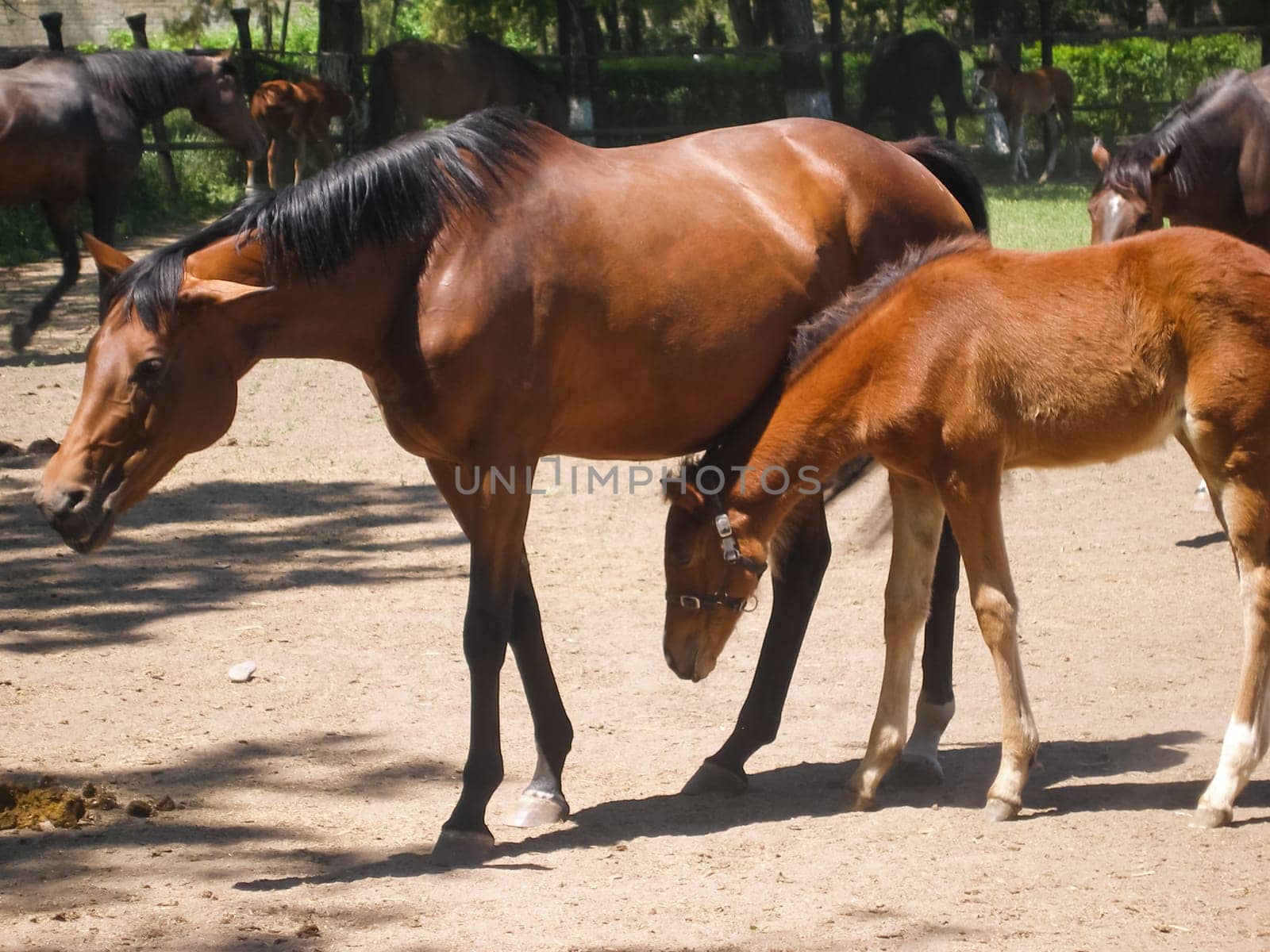 Horses graze in the meadow behind the fence. Horses in Novokubansk.