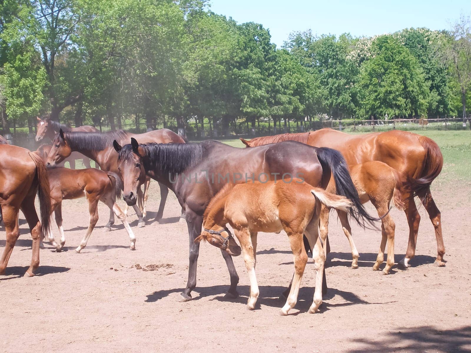 Horses graze in the meadow behind the fence. Horses in Novokubansk.