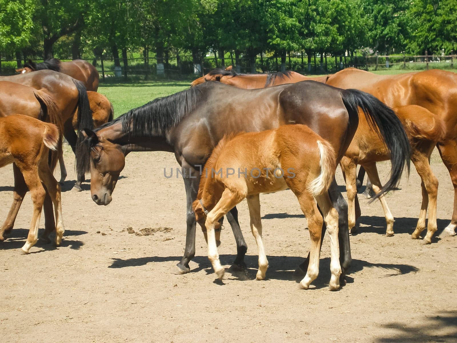 Horses graze in the meadow behind the fence. Horses in Novokubansk.