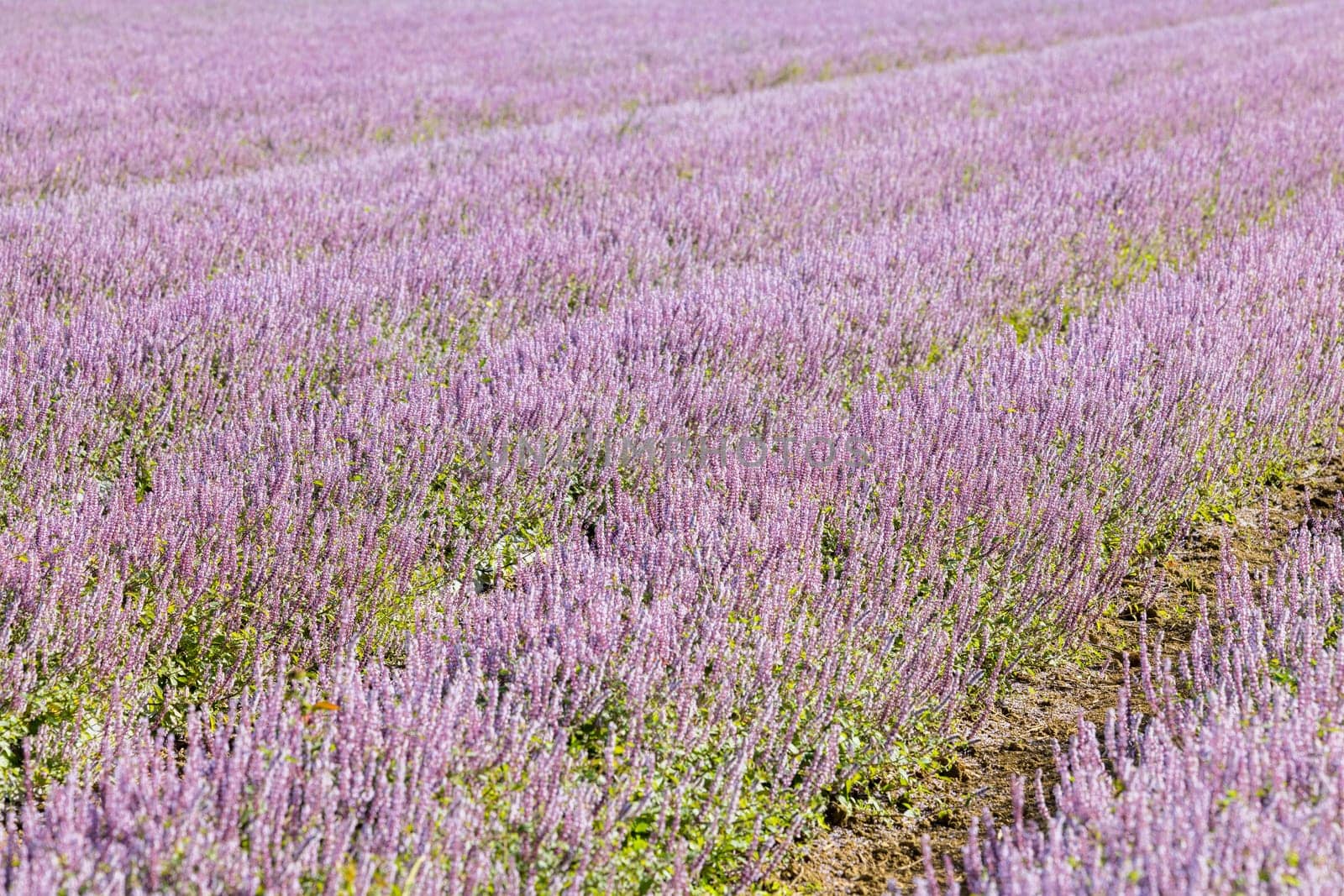 Chinese Mesona flower field in Taoyuan Yangmei District