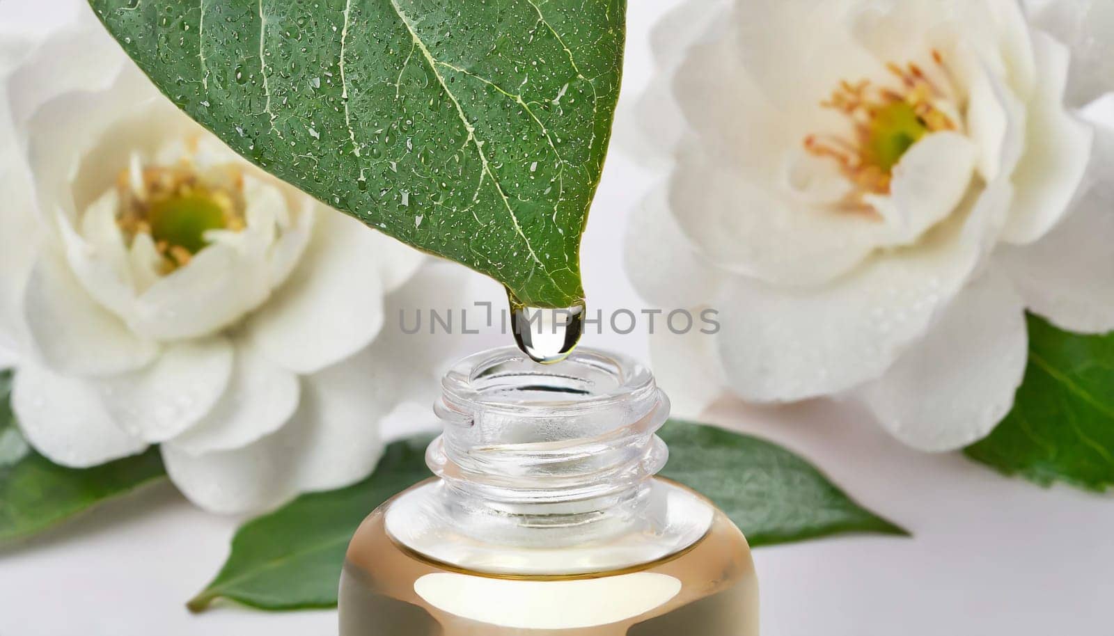Herbal essence. Alternative healthy medicine. Skin care. Essential oil or water dropping from fresh leaf to the bottle.