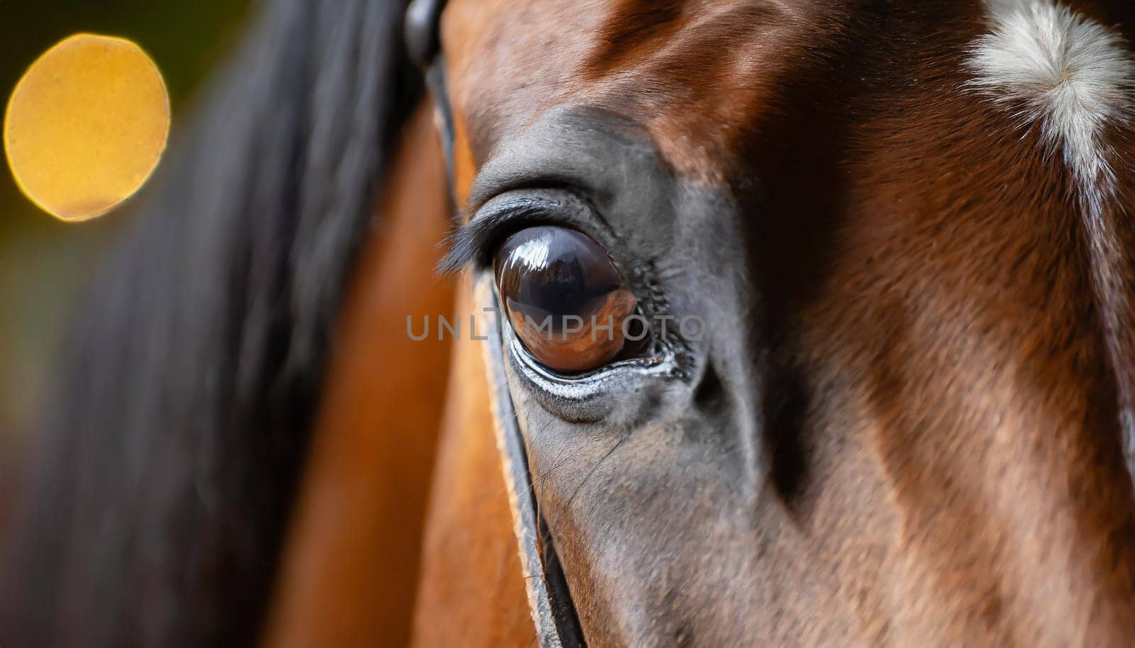 Eye of Arabian bay horse