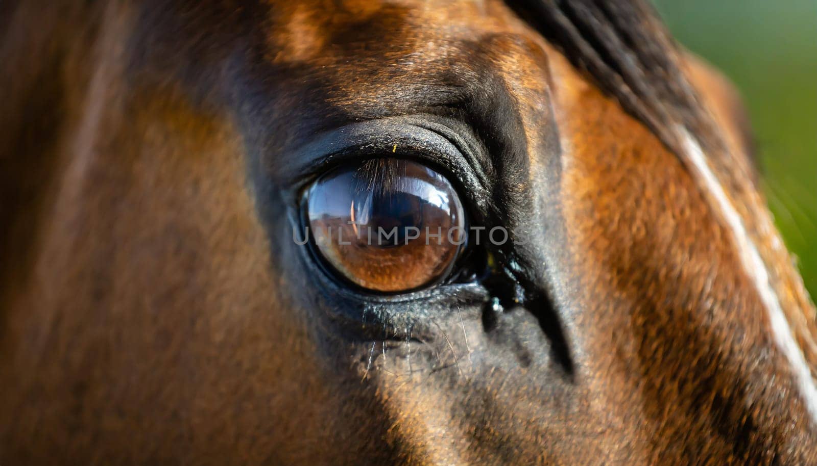Eye of Arabian bay horse