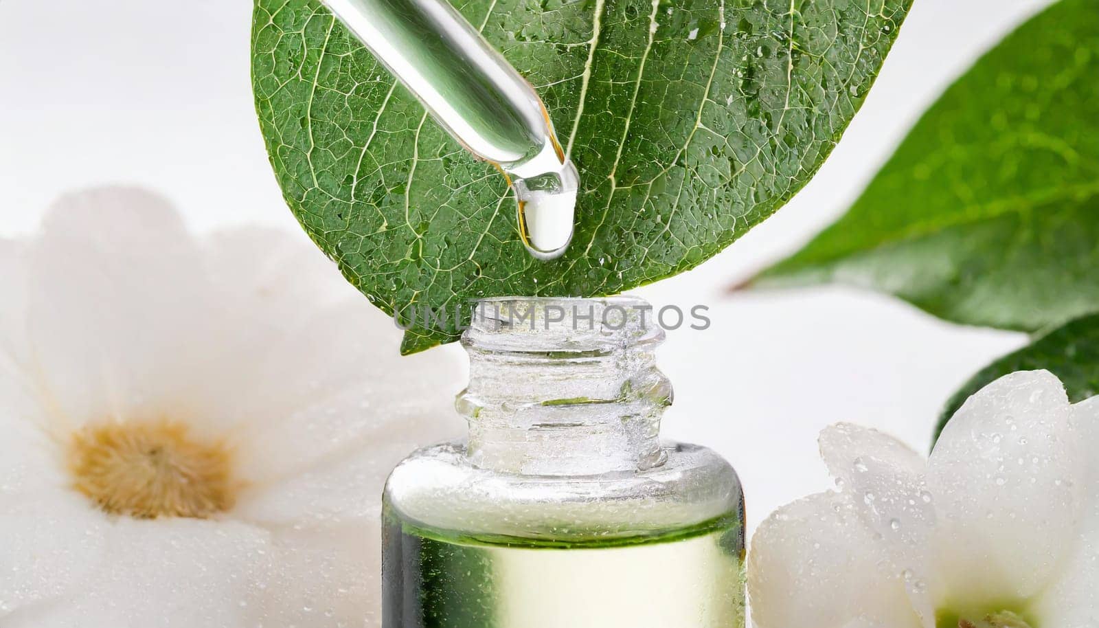 Herbal essence. Alternative healthy medicine. Skin care. Essential oil or water dropping from fresh leaf to the bottle.