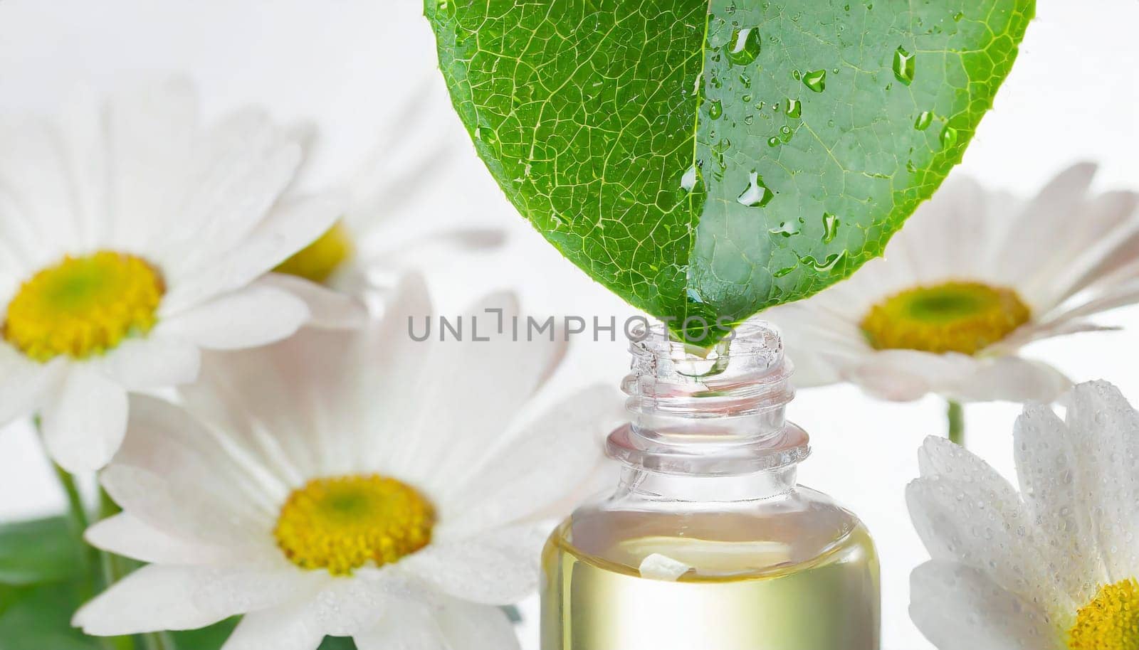 Herbal essence. Alternative healthy medicine. Skin care. Essential oil or water dropping from fresh leaf to the bottle.