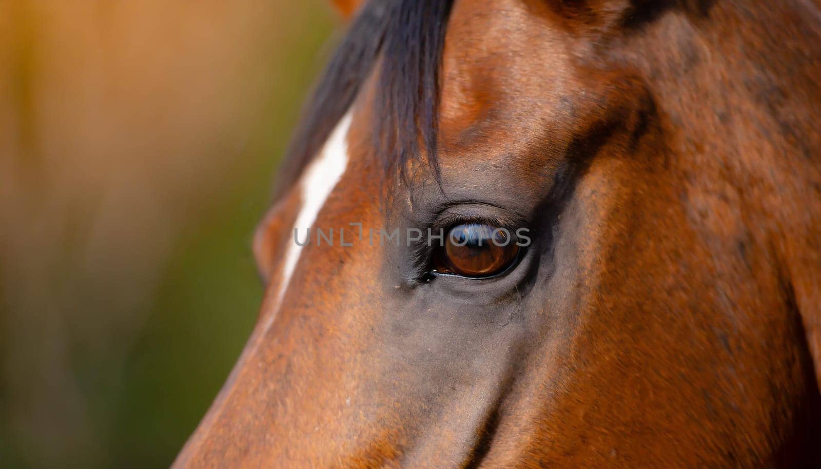Eye of Arabian bay horse