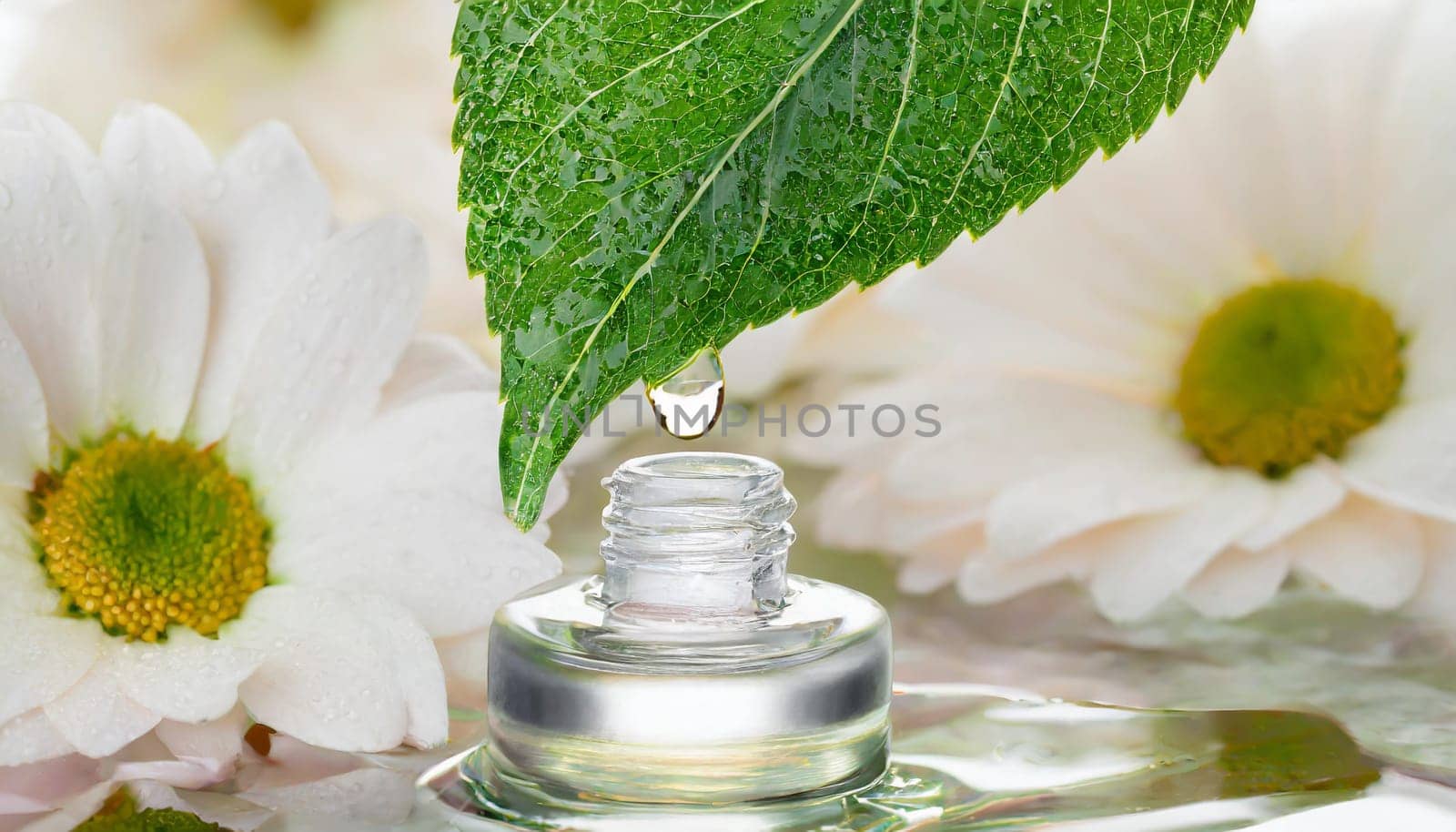 Herbal essence. Alternative healthy medicine. Skin care. Essential oil or water dropping from fresh leaf to the bottle.
