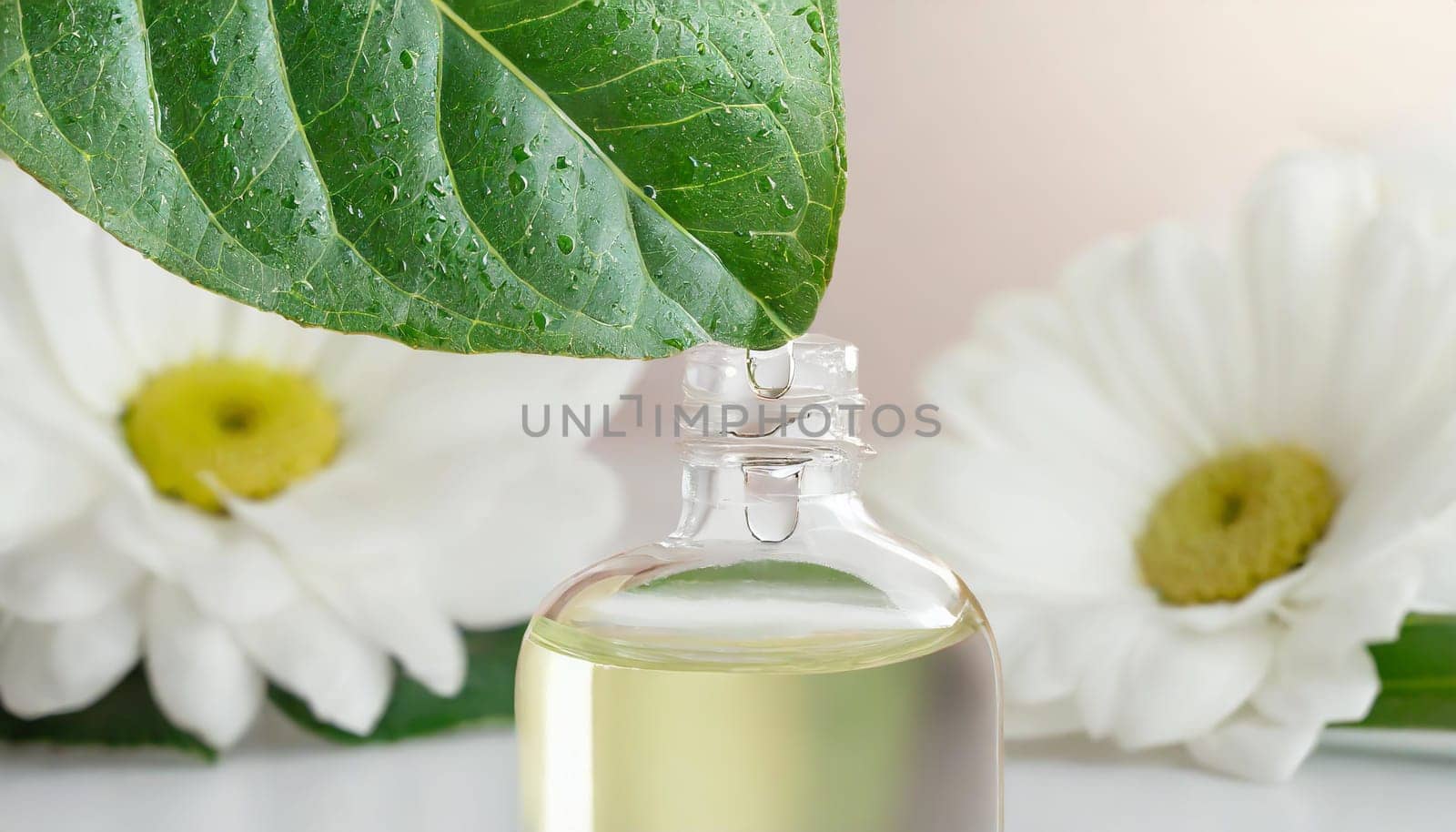 Herbal essence. Alternative healthy medicine. Skin care. Essential oil or water dropping from fresh leaf to the bottle.