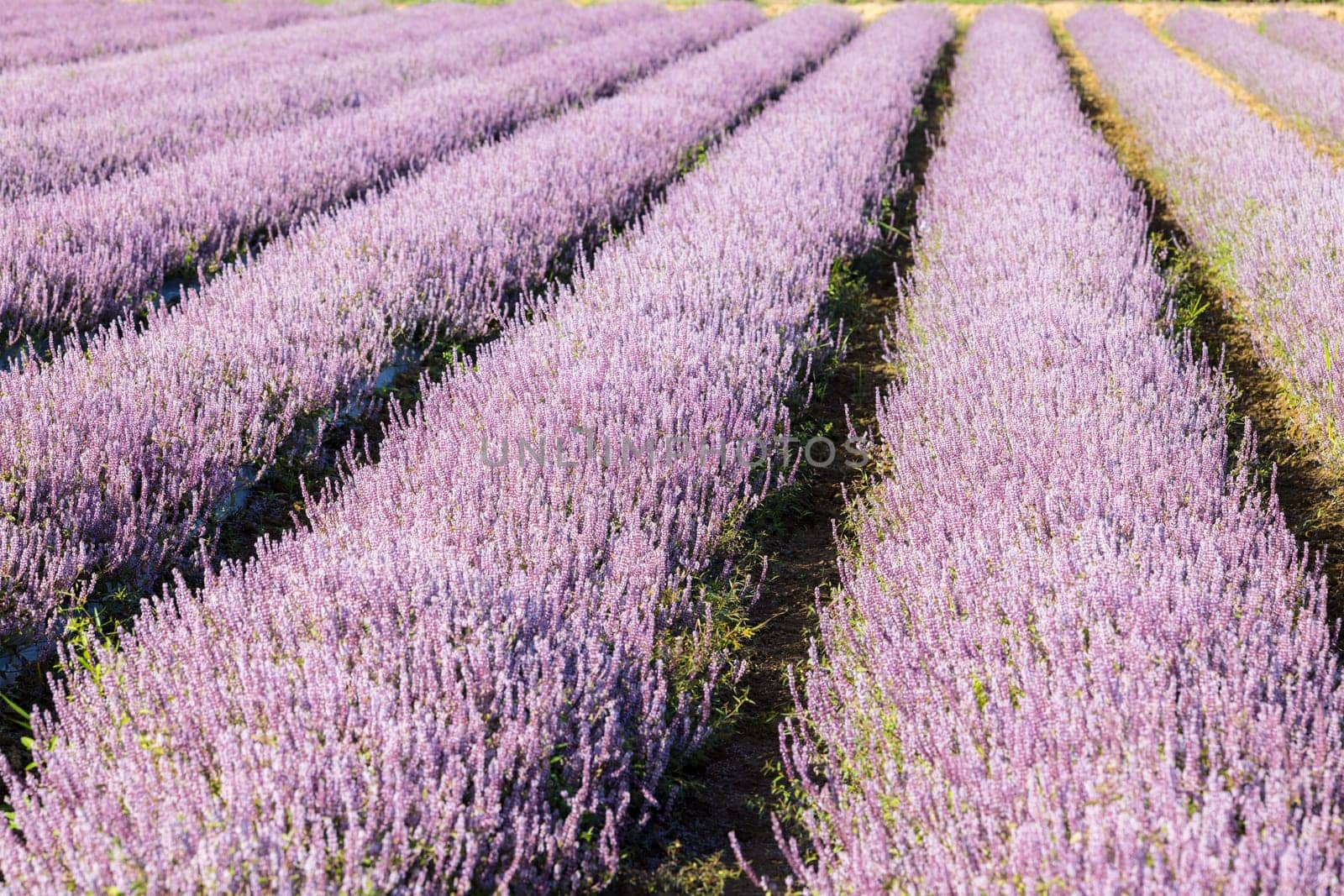 Chinese Mesona flower field in Taoyuan Yangmei District