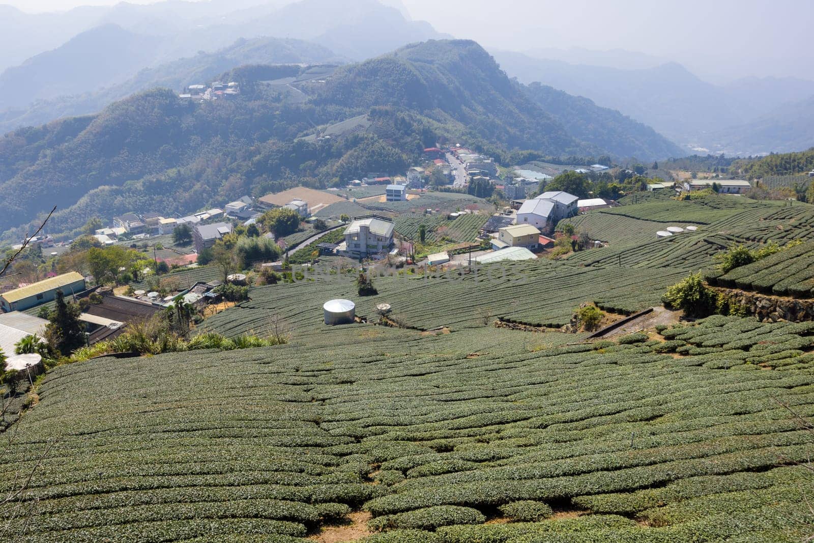 Tea farm on the valley of mountain