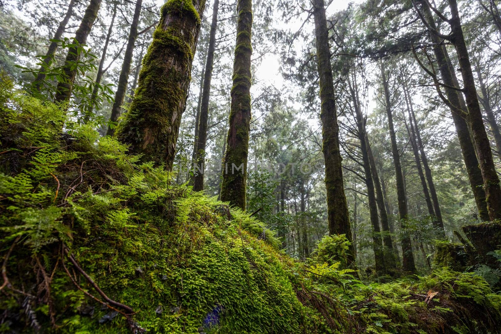 Scenic forest of fresh green deciduous trees