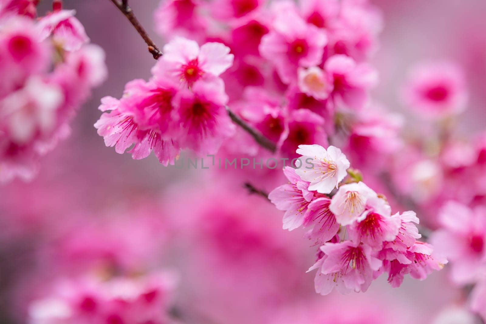 Pink spring cherry blossom over the tree