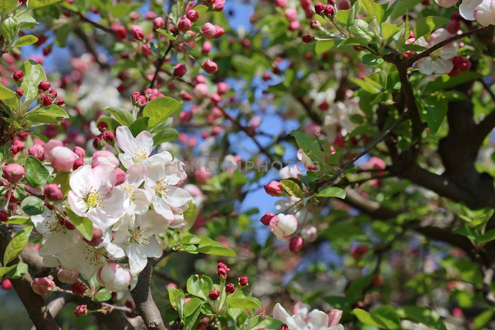 Many beautiful two-tone apple blossoms with pink buds.