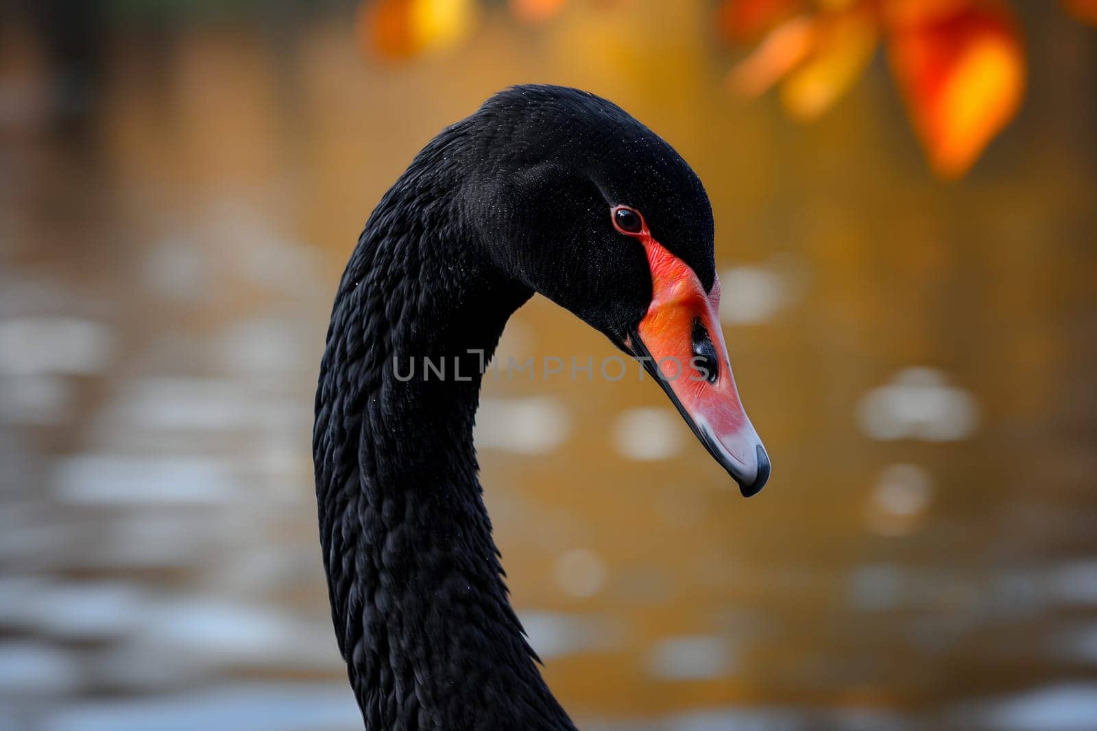 Black swan on water surface, close up. Neural network generated image. Not based on any actual scene or pattern.
