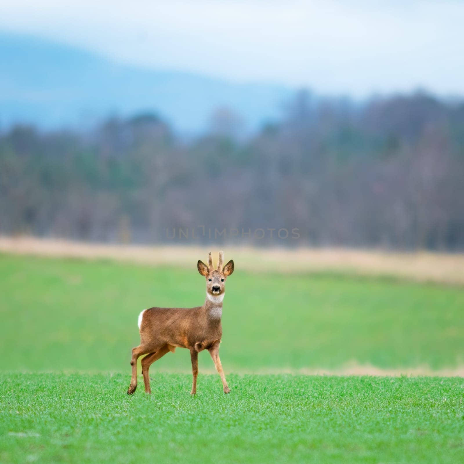 Roe deer buck looking in the camera on a green meadow