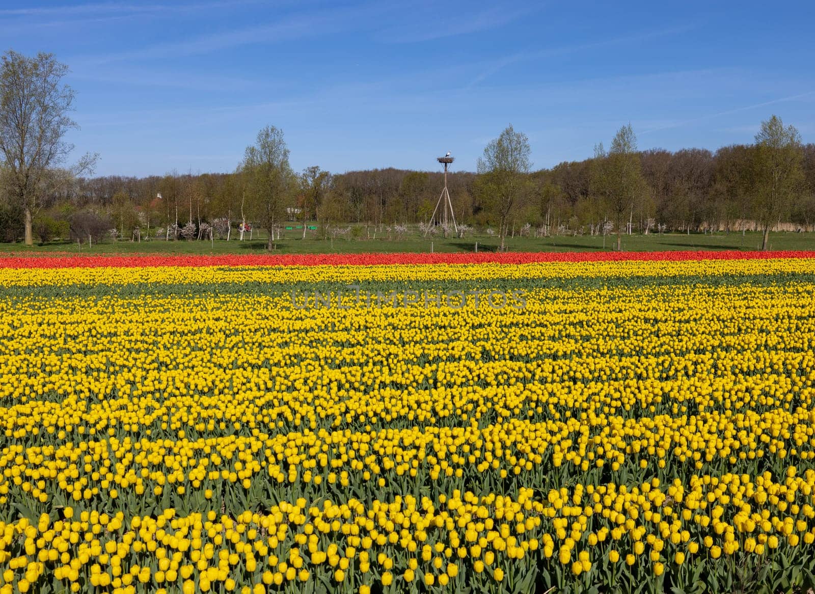 Fields of blooming tulips near Lisse in the Netherlands