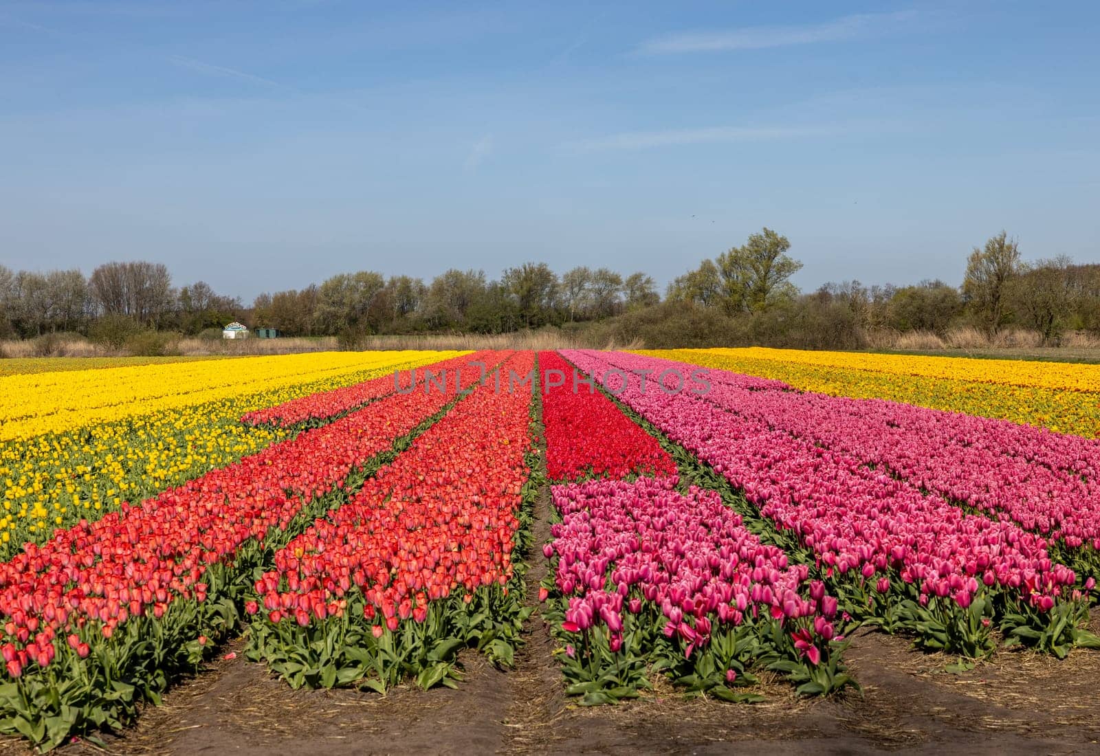 Fields of blooming tulips near Lisse in the Netherlands