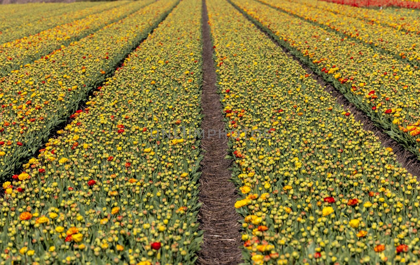 Fields of blooming tulips near Lisse in the Netherlands