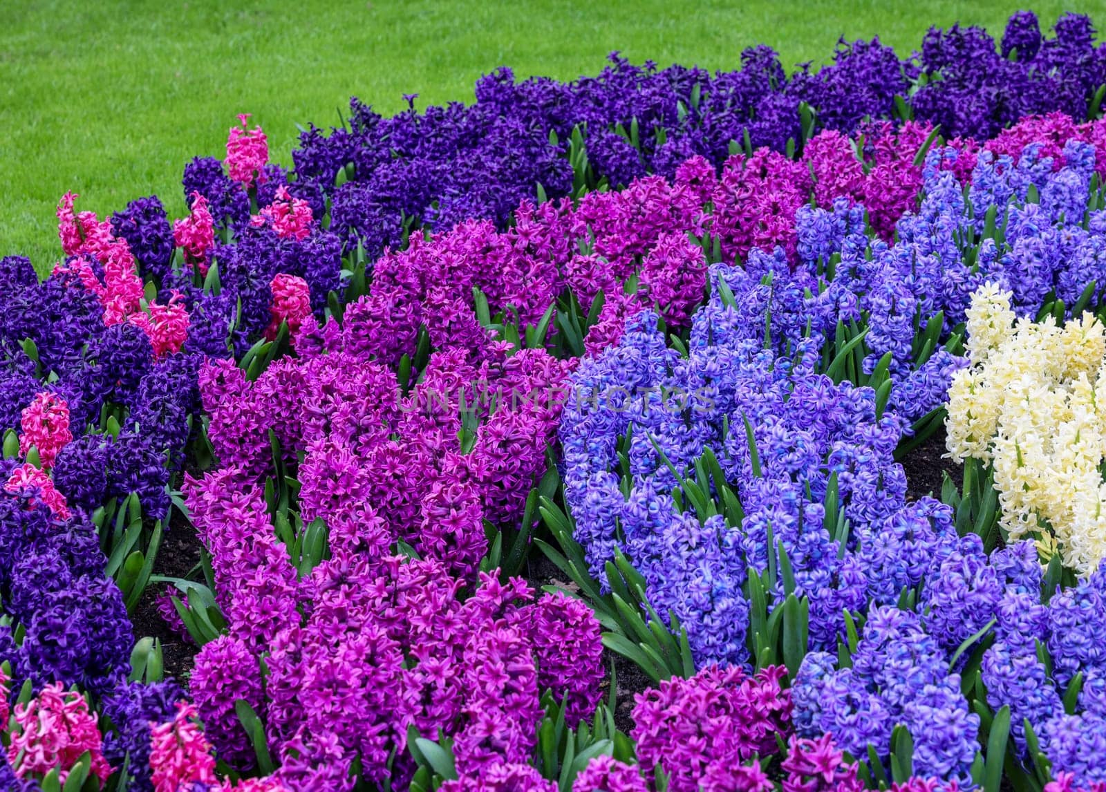 Colorful hyacinths blooming in a garden