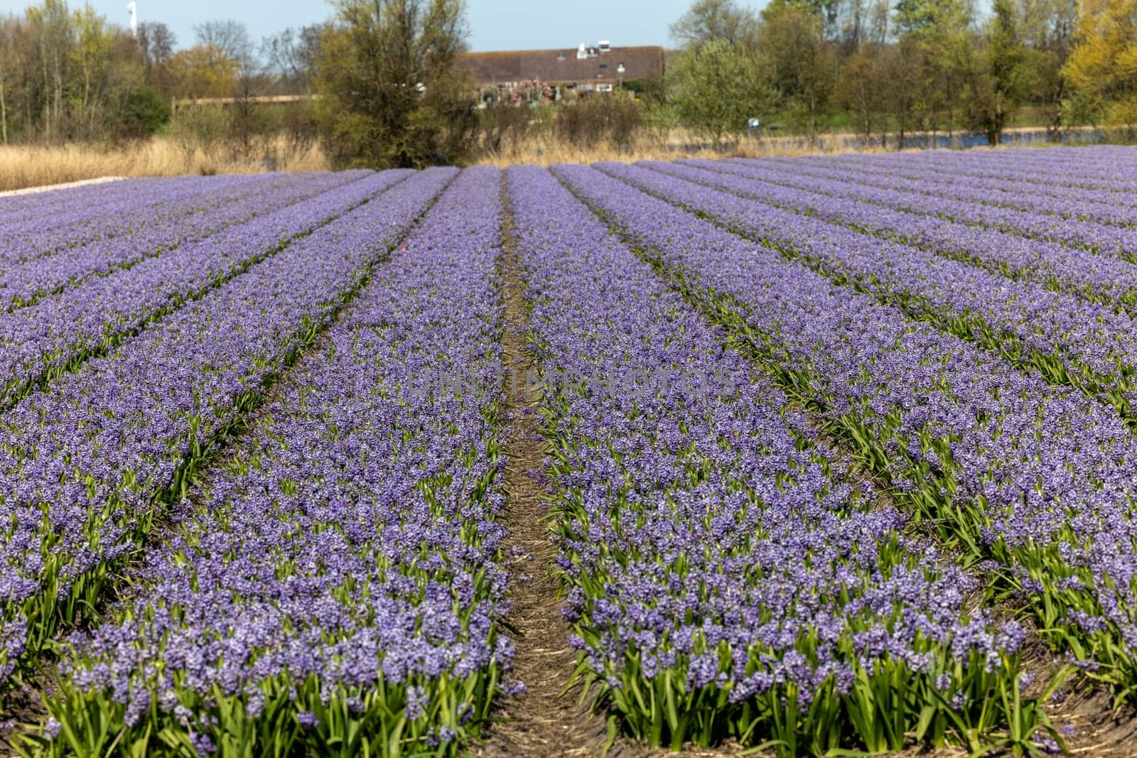Fields of blooming hyacints near Lisse in the Netherlands