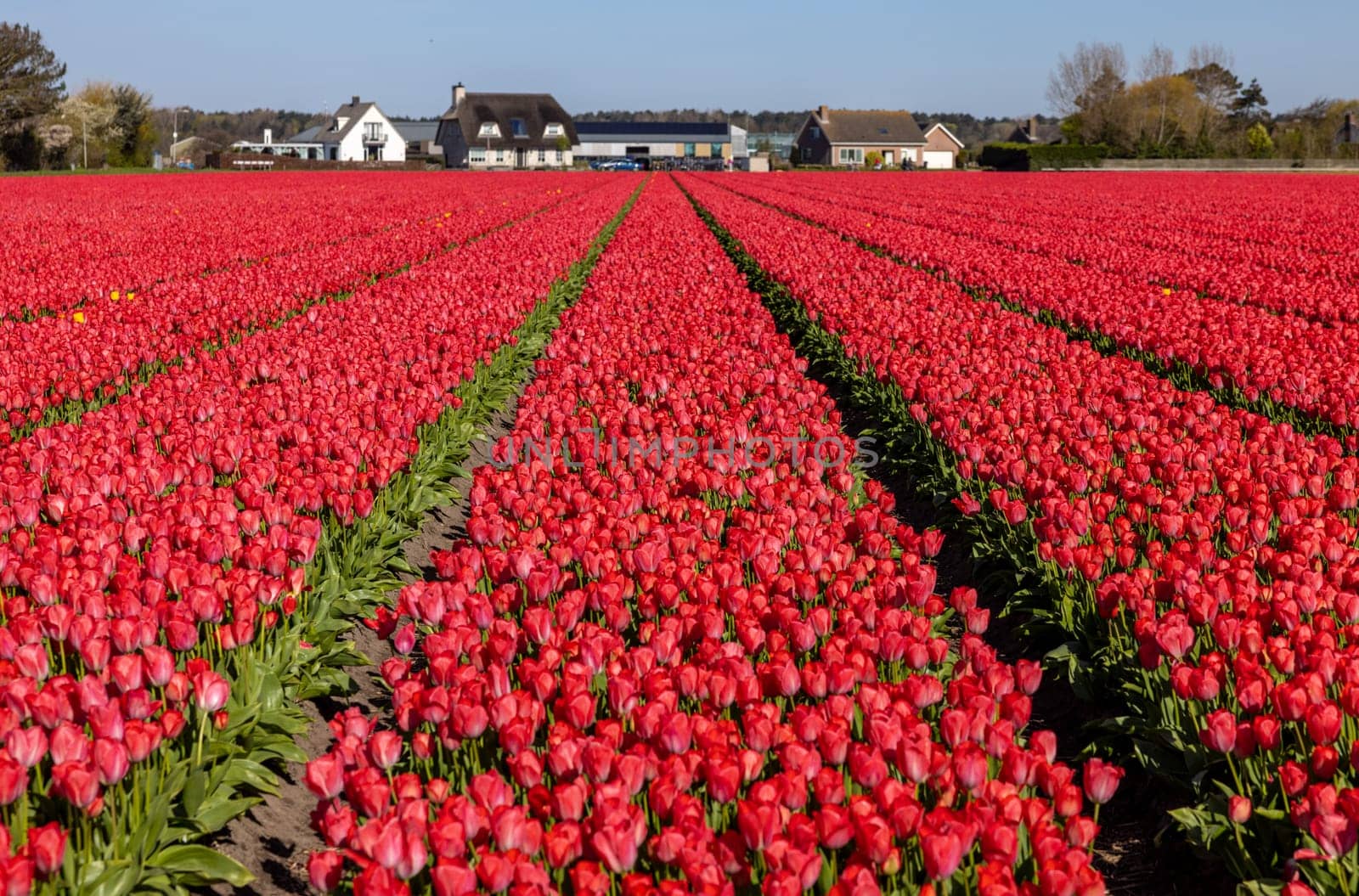 Fields of blooming tulips near Lisse in the Netherlands
