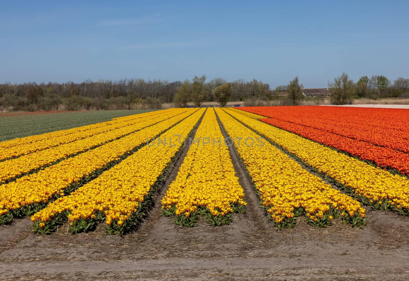 Fields of blooming tulips near Lisse in the Netherlands