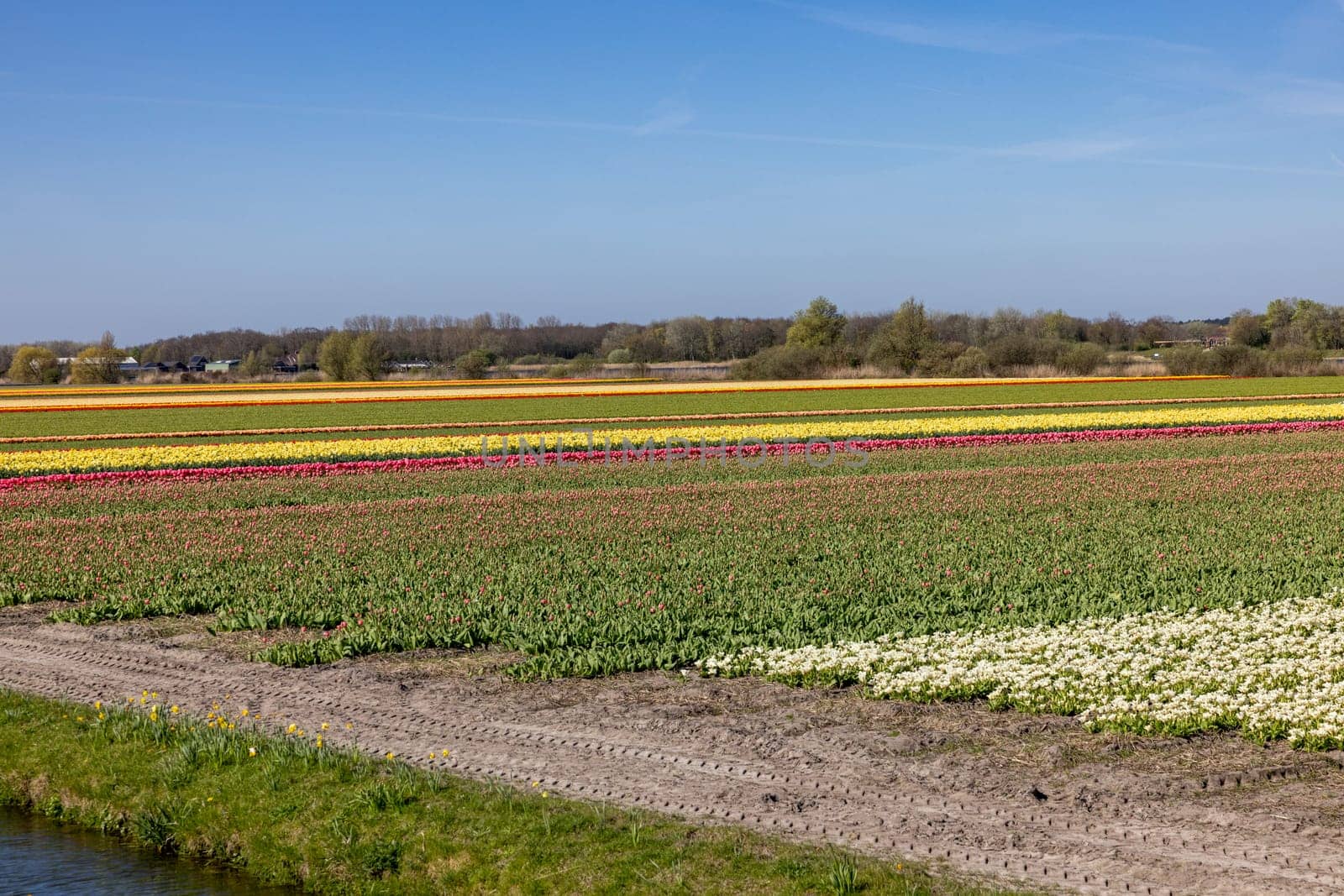 Fields of blooming tulips near Lisse in the Netherlands