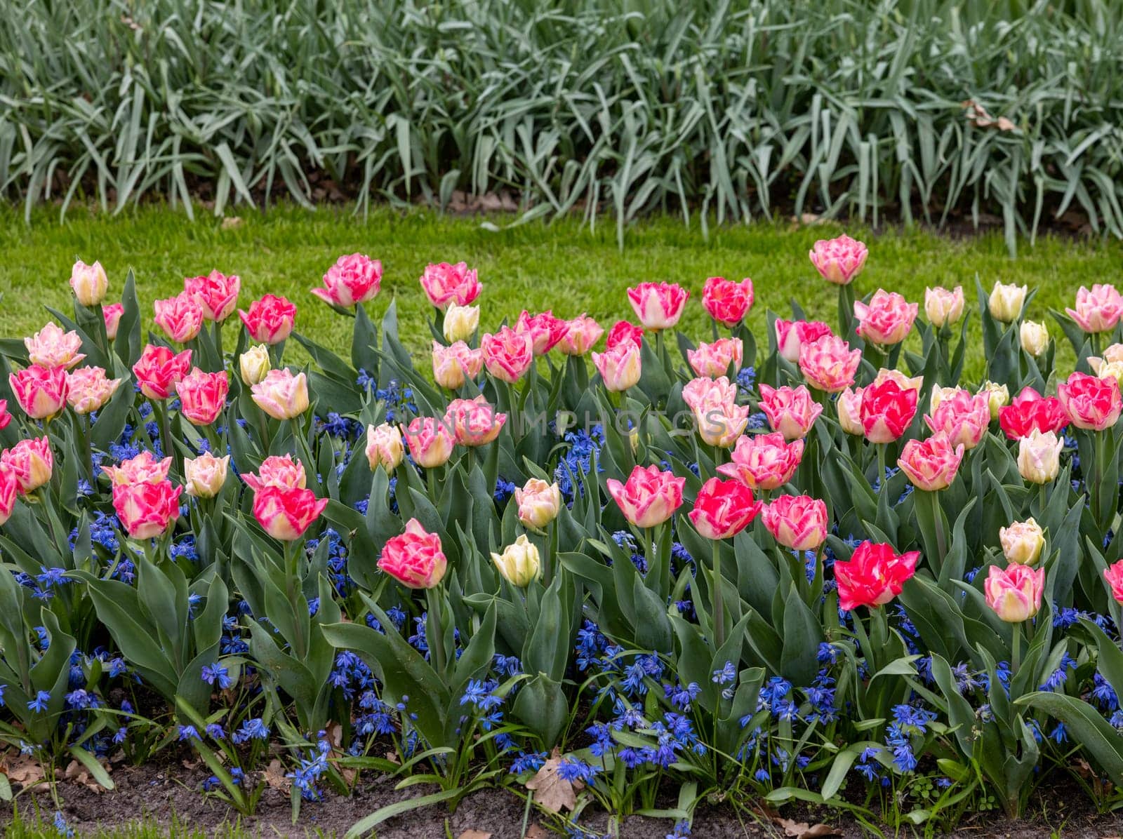 Colorful tulips and blue muscari blooming in a garden
