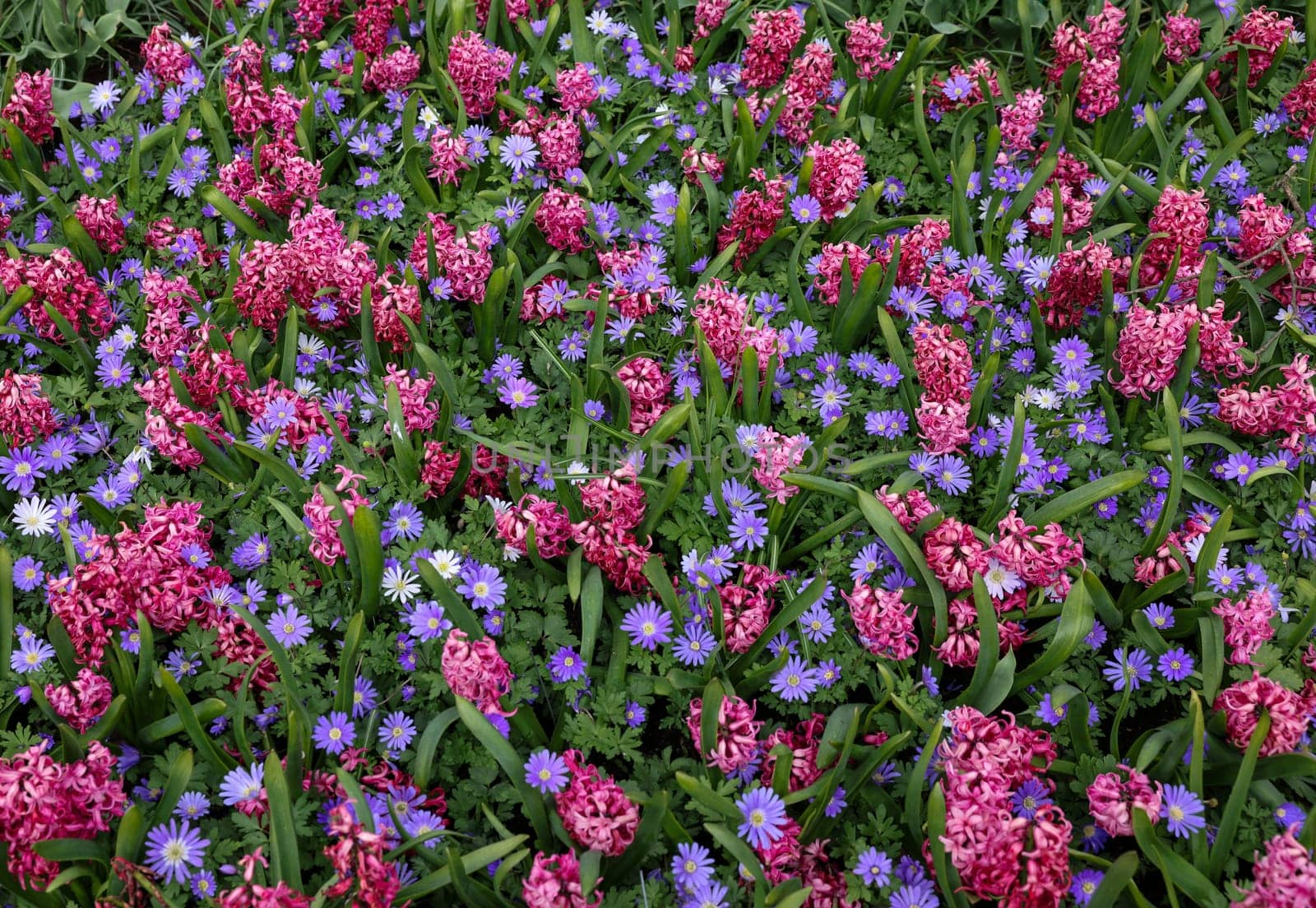 Blue Shades Anemones and Pink Pearl Hyacinths blooming in a garden