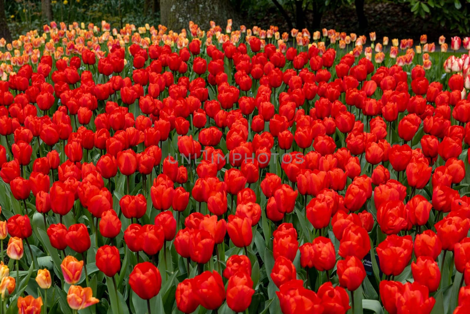 red tulips blooming in a garden
