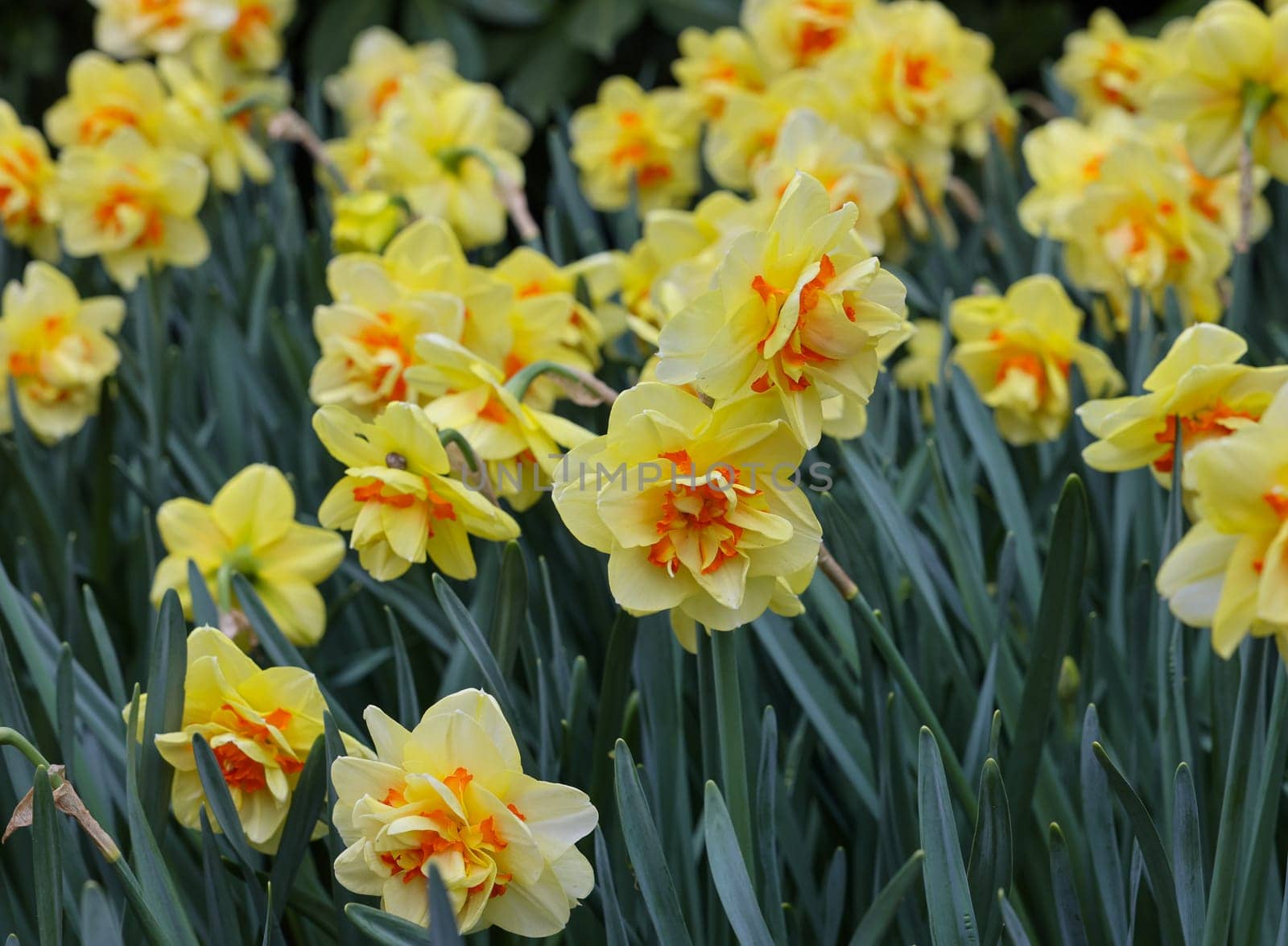 yellow daffodils flowers blooming in a garden