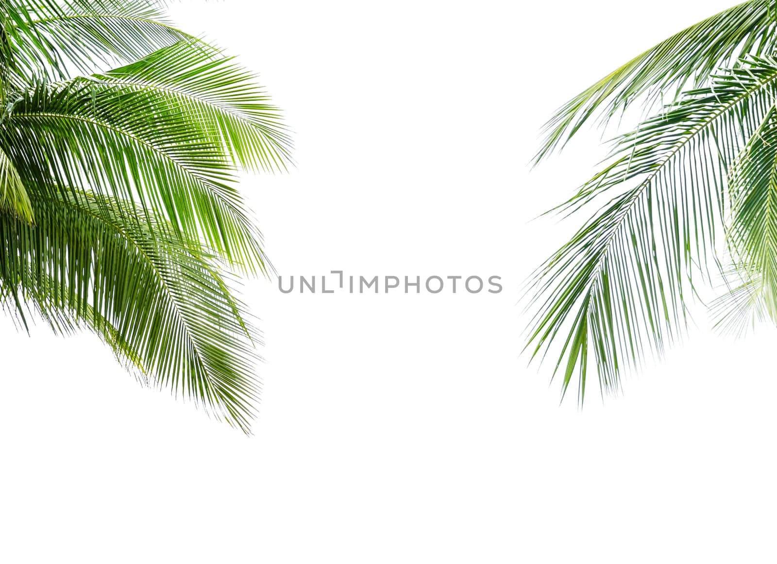 Green leave of coconut palm tree isolated on white background