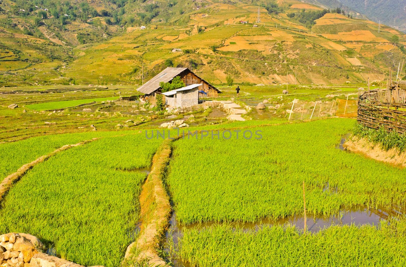 Scenic of rice crops in Sapa, Vietnam