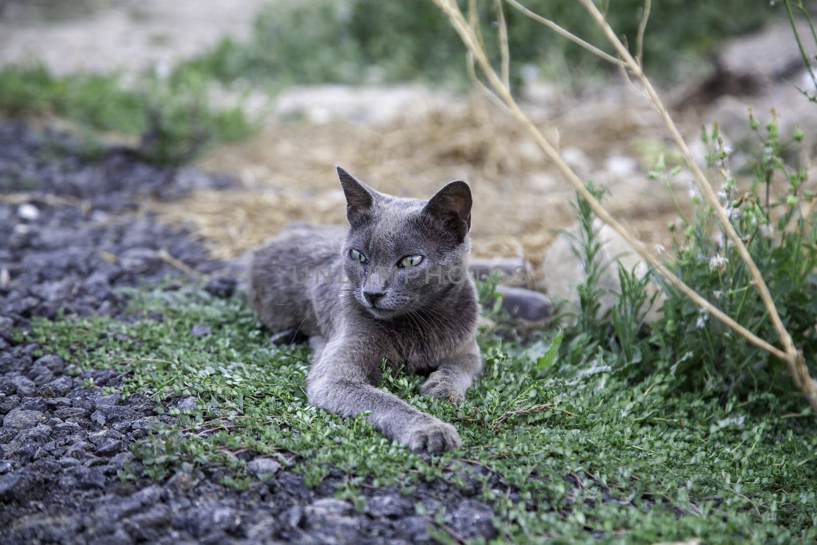 Detail of cat abandoned and alone on the street, animal abuse