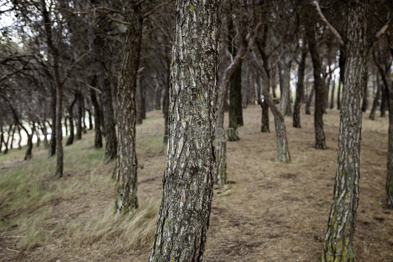 Detail of forest on a mountain in a forest in Spain, nature