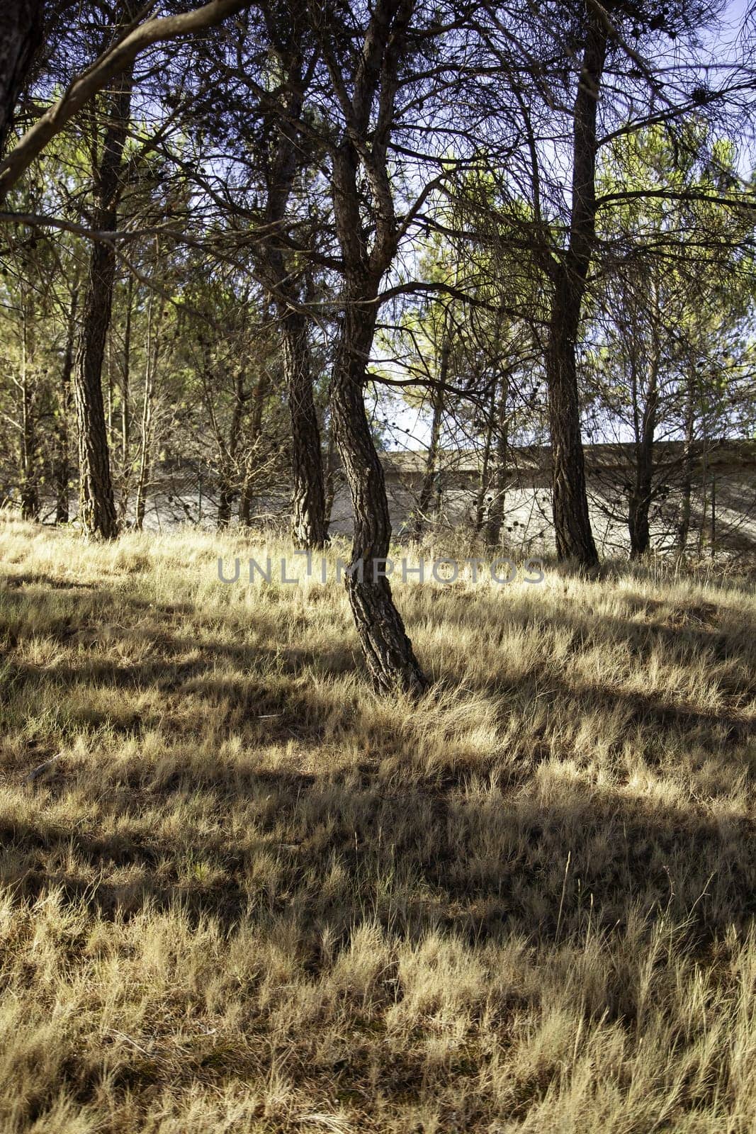 Detail of forest on a mountain in a forest in Spain, nature