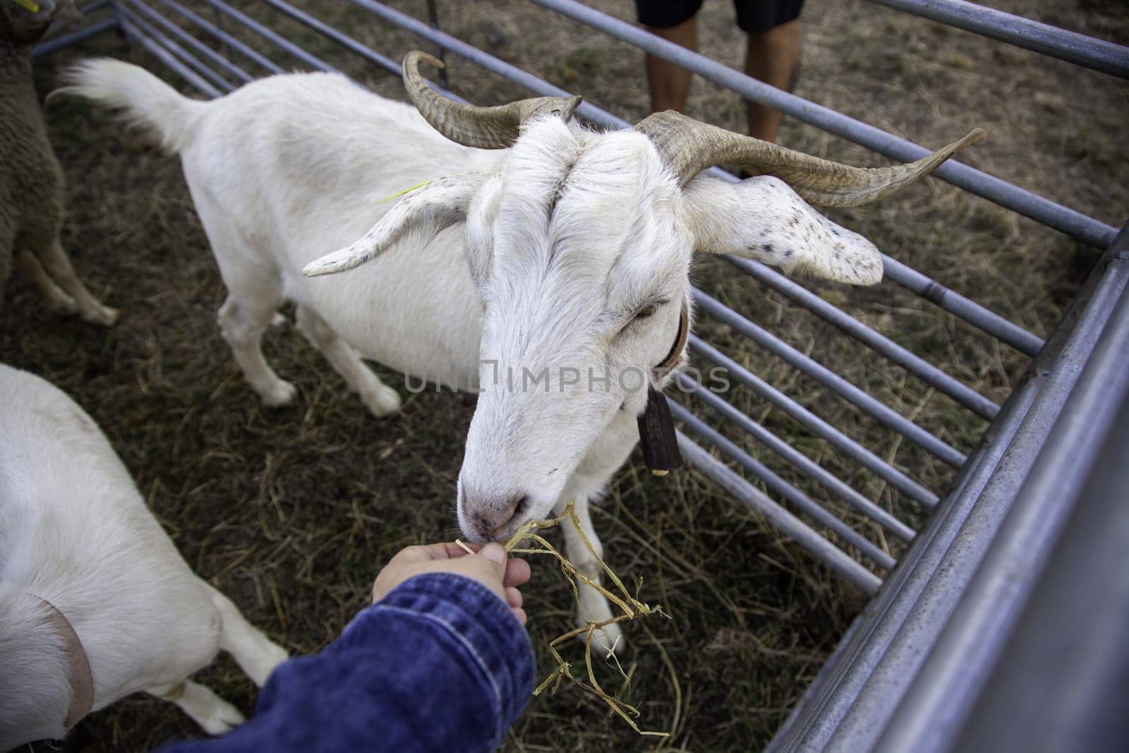Detail of mammal animal in an animal farm