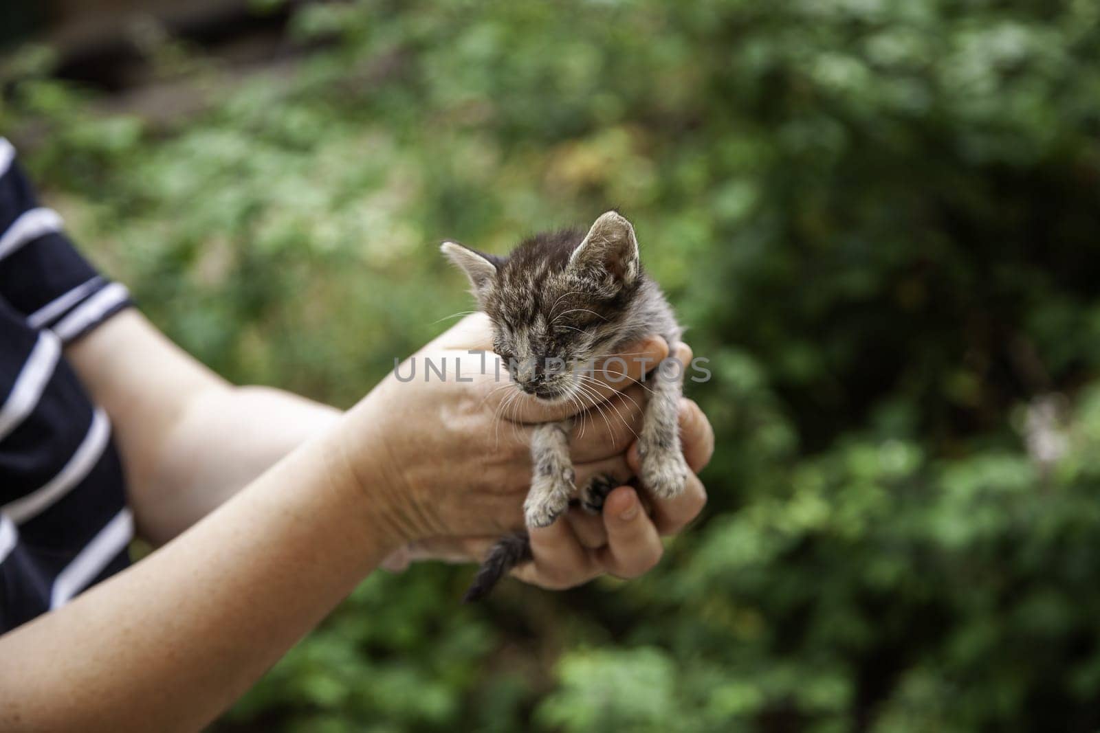 Detail of cat abandoned and alone on the street, animal abuse