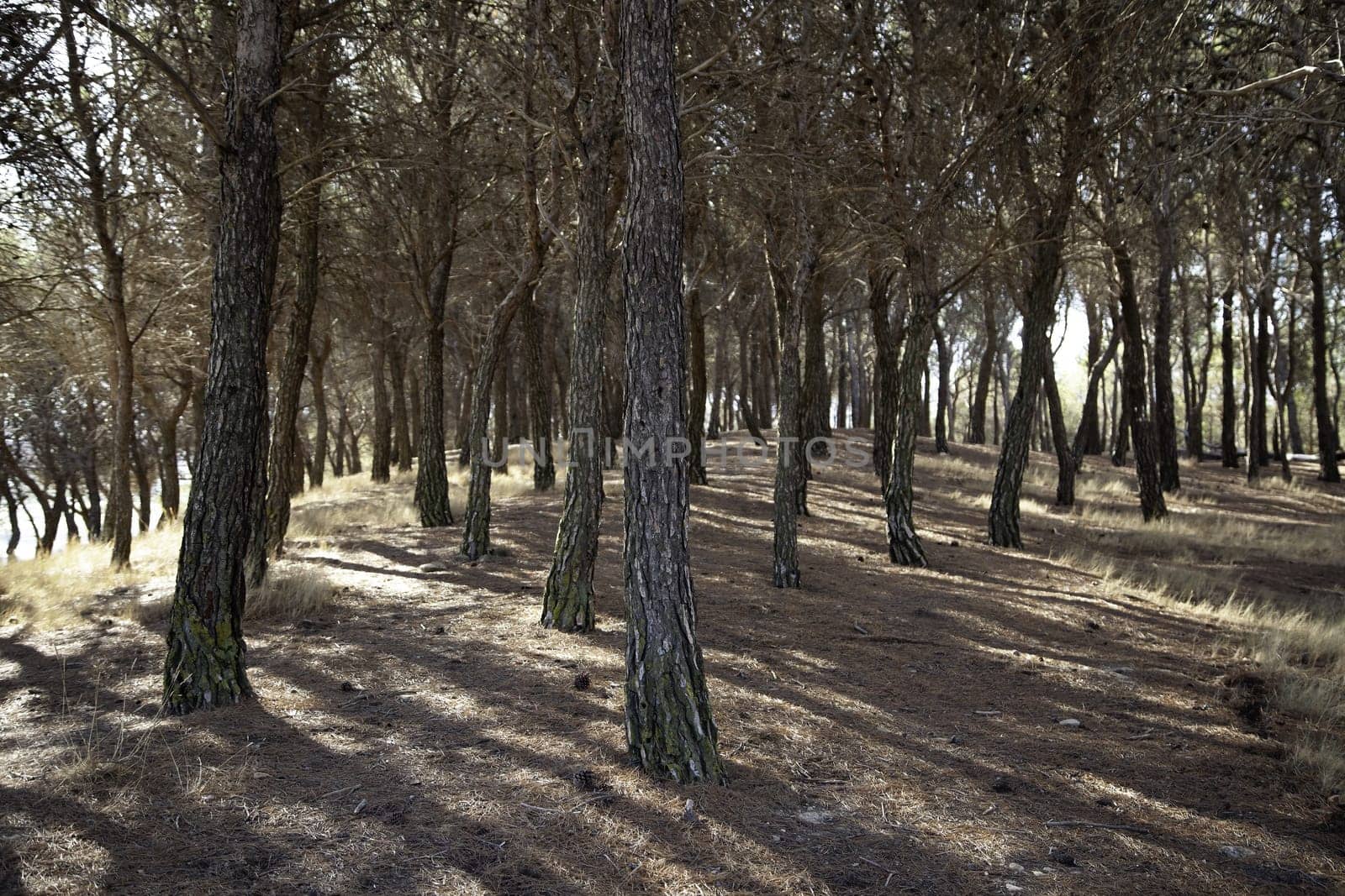Detail of forest on a mountain in a forest in Spain, nature