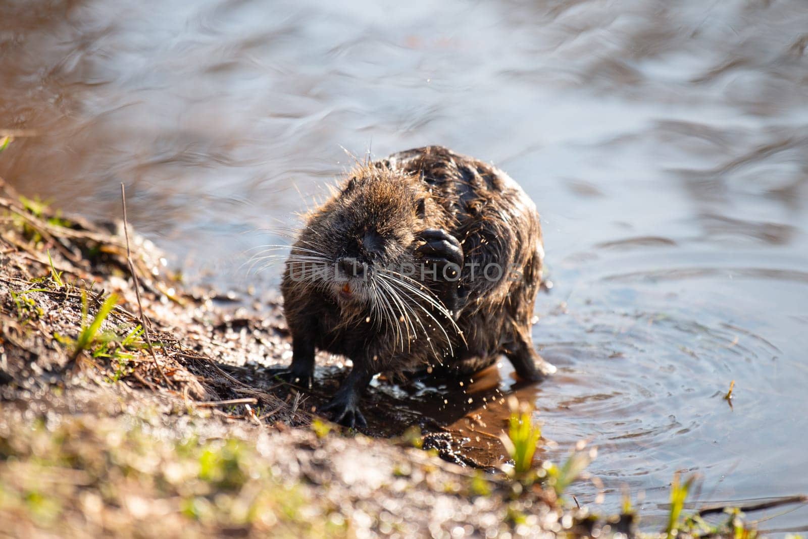 Nutria, coypu herbivorous, semiaquatic rodent member of the family Myocastoridae on the riverbed, baby animals, habintant wetlands, river rat