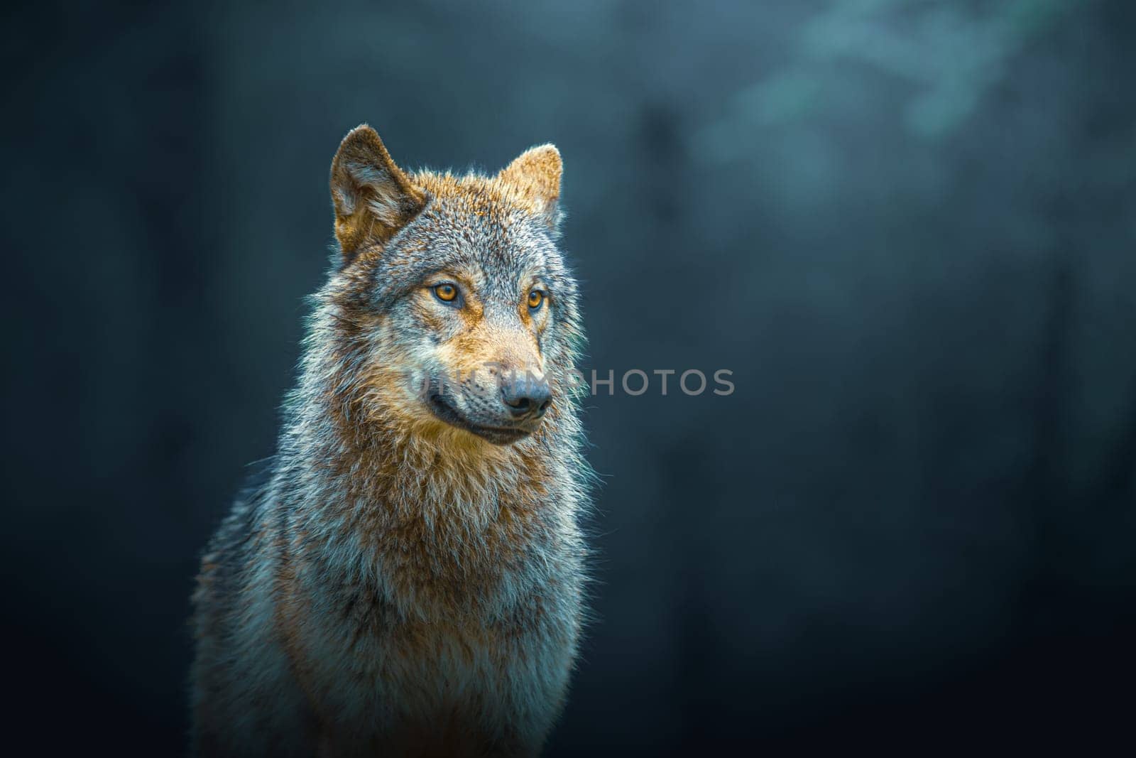 Gray wolf (Canis Lupus), also known as timber wolf, isolated in the forest