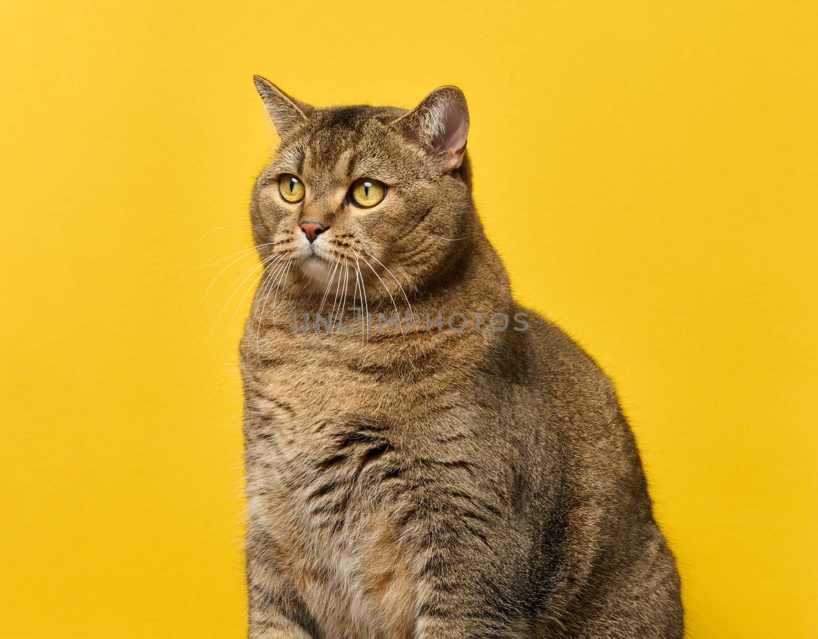 A cute adult straight-eared Scottish breed gray cat sits on a yellow background