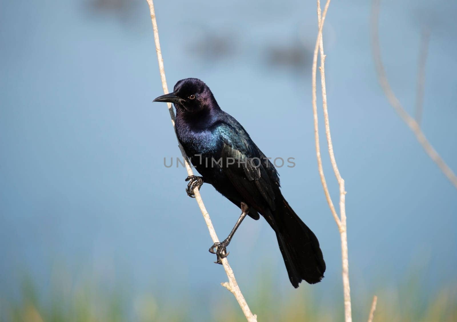 Boat Tailed Grackle perching on branches