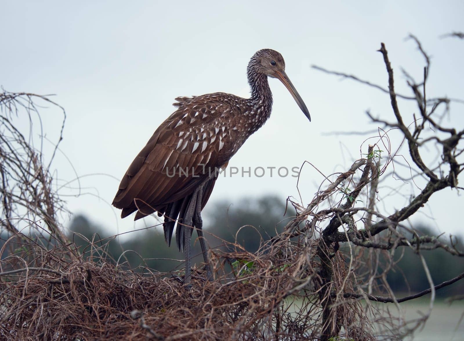 Limpkin Bird Perching on a Branch