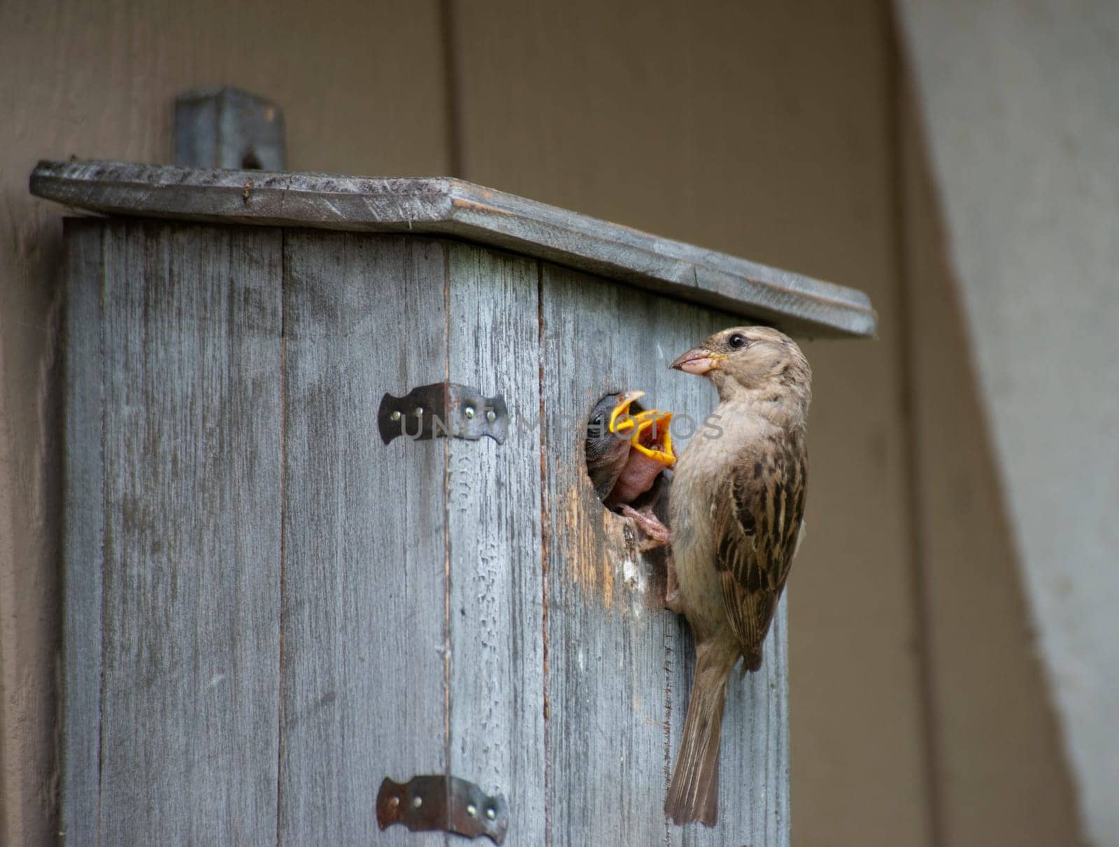 House sparrow feeds its chicks in a bird house on backyard.