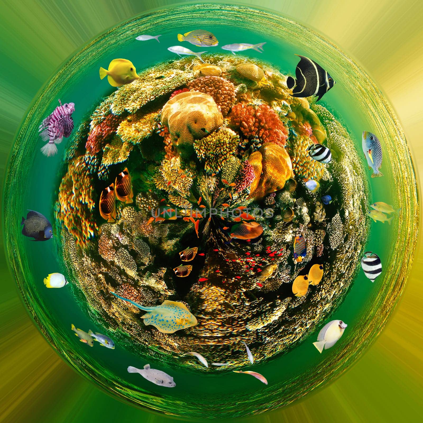 Coral Reef, Tropical Fish in the Red Sea. Underwater world. Coral reef and fishes