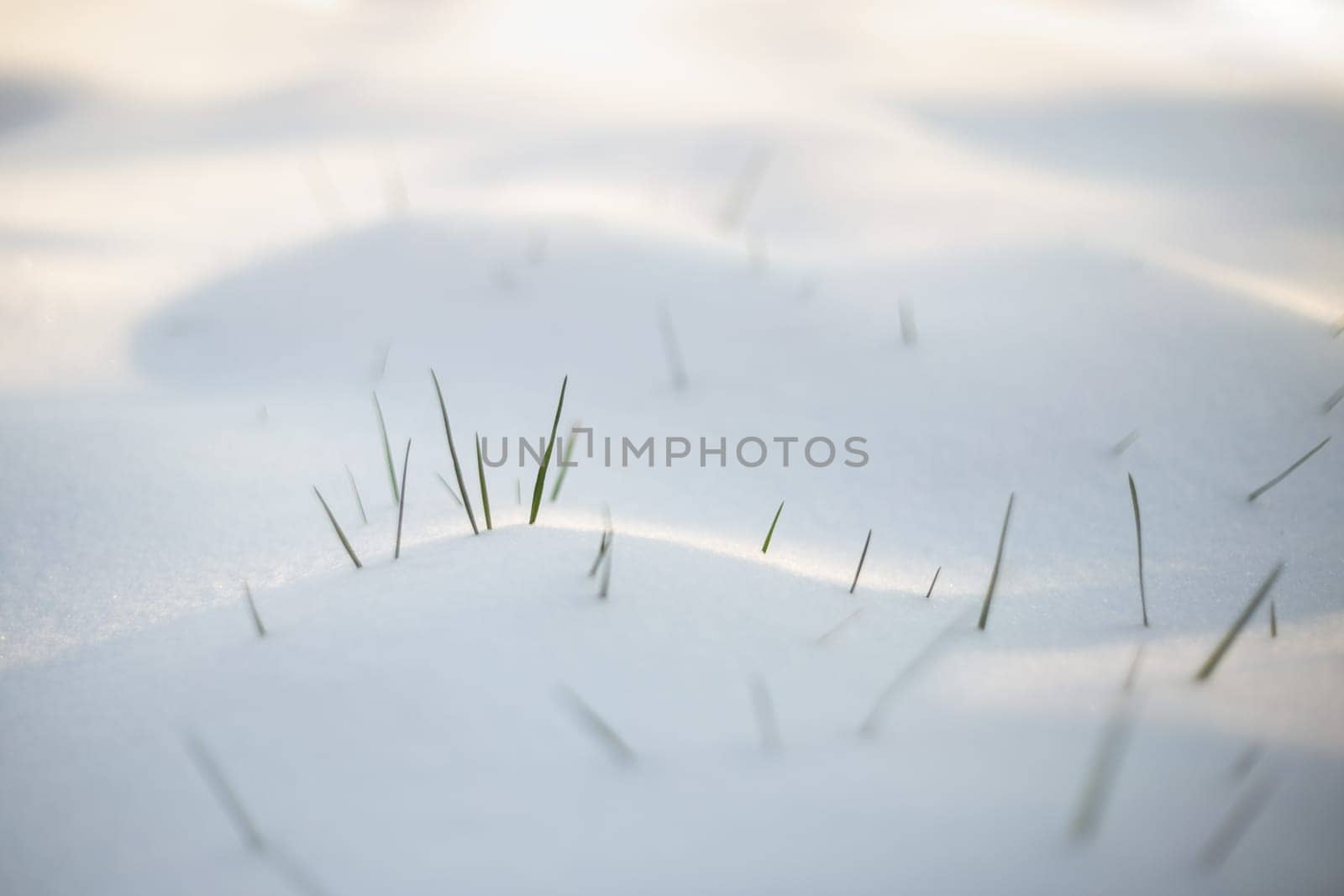 Spring grass emerging from the white snow